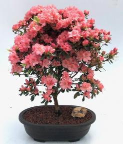 Flowering Azalea Bonsai Tree<br>(Rhododendron 'Girard's Crimson')