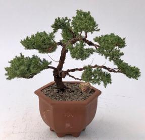 Juniper Bonsai Tree - Trained in Jin Style <br><i>(juniper procumbens nana)</i>