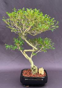 Chinese Flowering White Serissa<br> Bonsai Tree of a Thousand Stars <br>Curved Trunk Style<br>(serissa japonica)</i>