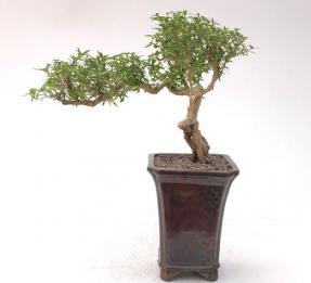 Chinese Flowering White Serissa <br>Bonsai Tree of a Thousand Stars <br>Semi Cascade Style<br>(serissa japonica)</i>