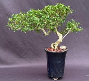 Chinese Flowering White Serissa <br>Bonsai Tree of a Thousand Stars <br>Semi Cascade Style<br>(serissa japonica)</i>