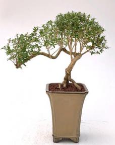 Chinese Flowering White Serissa <br>Bonsai Tree of a Thousand Stars <br>Semi Cascade Style<br>(serissa japonica)</i>