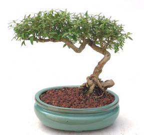 Chinese Flowering White Serissa <br>Bonsai Tree of a Thousand Stars <br>Semi Cascade Style<br>(serissa japonica)</i>