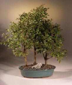 Chinese Elm Bonsai Tree<br><i>(ulmus parvifolia)</i>