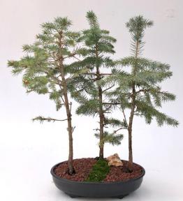Colorado Blue Spruce Bonsai Tree<br>Three Tree Forest Group<br><i>(picea pungens)</i>