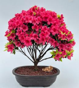 Flowering Blaauws Pink Azalea Bonsai Tree<br>(Rhododendron 'Blaauw's Pink')