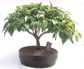 Flowering Bougainvillea Bonsai Tree<br><i>(Pink Pixie)</i>