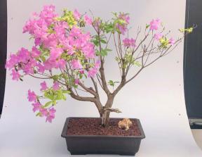 Flowering Korean Azalea Bonsai Tree<br>(Rhododendron var. poukhanense 'Compact')