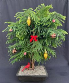 Norfolk Island Pine Bonsai Tree<br>With Holiday Decorations <br><i>(araucaria heterophila)</i><br>