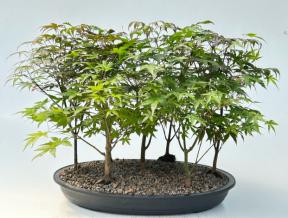 Japanese Maple Bonsai Tree<br><i>Seven Tree Forest Group<br>(acer palmatum)