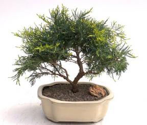 Golden Joy Shimpaku Juniper Bonsai Tree <br><i>(juniperus pfitzeriana)</i>