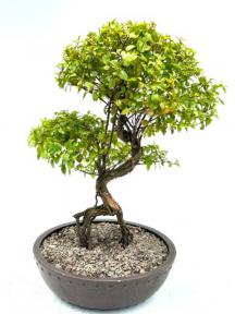 Flowering Sweet Plum Bonsai Tree<br><i>Curved Trunk Style<br>(sageretia theezans)</i>