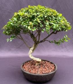 Flowering Sweet Plum Bonsai Tree<br><i>Curved Trunk Style<br>(sageretia theezans)</i>