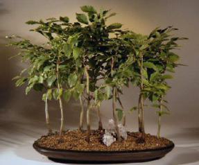 Japanese Beech Bonsai Tree - Forest<br><i>(fagus crenata)</i>