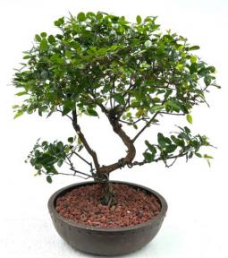 Flowering Sweet Plum Bonsai Tree<br><i>Curved Trunk Style<br>(sageretia theezans)</i>