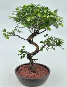 Flowering Sweet Plum Bonsai Tree<br><i>Curved Trunk Style<br>(sageretia theezans)</i>