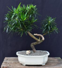 Flowering Podocarpus Bonsai Tree <br>Curved Trunk Style<br><i>(podocarpus macrophyllus)</i>