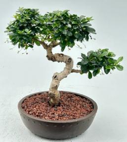 Flowering Fukien Tea Bonsai Tree<br>Curved Trunk Style<br><i>(ehretia microphylla)</i>