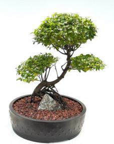 Flowering Sweet Plum Bonsai Tree<br><i>Curved Trunk & Root Over Rock Style<br>(sageretia theezans)</i>