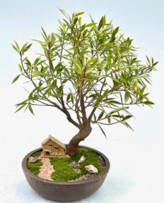 Willow Leaf Ficus Bonsai Tree<br><i>(Ficus Nerifolia/Salisafolia) </i>