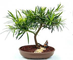 Flowering Podocarpus Bonsai Tree<br><i>(podocarpus macrophyllus)</i>