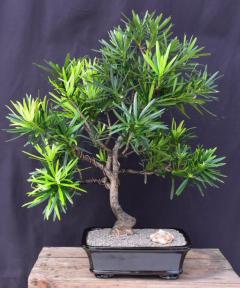 Trained Flowering Podocarpus Bonsai Tree<br><i>(podocarpus macrophyllus)</i>