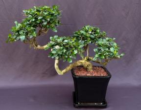 Flowering Fukien Tea Bonsai Tree<br>Semi Cascade Style<br>(ehretia microphylla)</i>