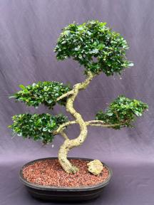 Flowering Fukien Tea Bonsai Tree<br>Curved Trunk & Tiered Branching<br><i>(ehretia microphylla)</i>