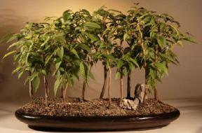 Japanese Hornbeam Forest Bonsai Tree<br><i>(carpinus japonica)</i>