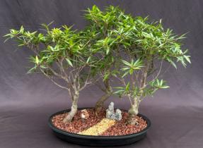 Willow Leaf Ficus Bonsai Tree - Curved Trunk Style<br>3 Tree Forest Group<br>(ficus nerifolia/salicafolia)