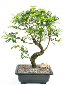 Flowering Ligustrum Bonsai Tree<br>Curved Trunk Style<br>(ligustrum lucidum)</i>