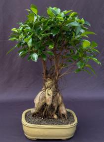 Ginseng Ficus Bonsai Tree<br><i>(ficus retusa)</i>