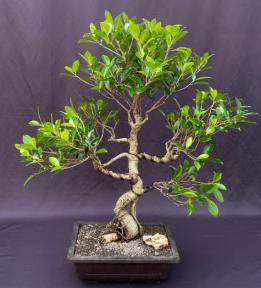 Ficus Retusa Bonsai Tree<br>Curved Trunk & Tired Branching<br><i>(ficus retusa)</i>