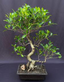 Ficus Retusa Bonsai Tree<br>Curved Trunk & Tired Branching<br><i>(ficus retusa)</i>