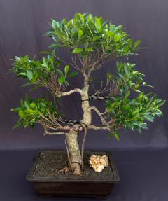 Ficus Retusa Bonsai Tree<br>Curved Trunk & Tired Branching<br><i>(ficus retusa)</i>