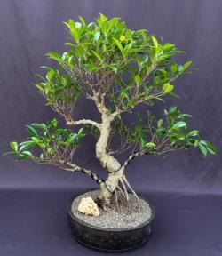 Ficus Retusa Bonsai Tree<br>Curved Trunk & Tired Branching<br><i>(ficus retusa)</i>