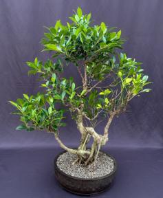 Ficus Retusa Bonsai Tree<br>Curved Trunk & Tired Branching<br><i>(ficus retusa)</i>