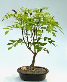 Flowering Japanese Wisteria Bonsai Tree<br><i>(wisteria floribunda)</i>