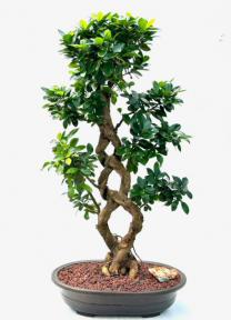 Fruiting Green Emerald Ficus Bonsai Tree<br>Braided Trunk <br><i>(ficus microcarpa)</i>