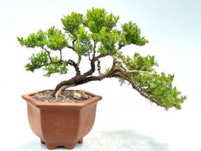 Juniper Bonsai Tree - Trained in Jin Style <br><i>(juniper procumbens nana)</i>