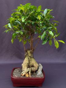 Ginseng Ficus Bonsai Tree<br><i>(ficus retusa)</i>