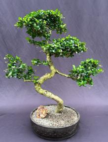 Flowering Fukien Tea Bonsai Tree<br>Curved Trunk & Tiered Branching<br><i>(ehretia microphylla)</i>