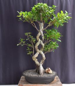 Fruiting Green Emerald Ficus Bonsai Tree<br>Braided Trunk <br><i>(ficus microcarpa)</i>