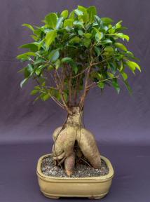 Ginseng Ficus Bonsai Tree<br><i>(ficus retusa)</i>