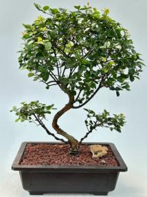 Flowering Sweet Plum Bonsai Tree<br><i>Curved Trunk Style<br>(sageretia theezans)</i>