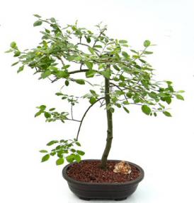 Flowering Weeping Pussy Willow Bonsai Tree<br><i>(salix caprea 'pendula')</i>