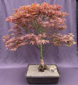 Japanese Red Maple Bonsai Tree<br><i>(acer palmatum 'Rhode Island Red)</i>