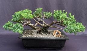 Juniper Bonsai Tree - Trained in Jin Style <br><i>(juniper procumbens nana)</i>