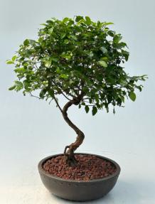 Flowering Sweet Plum Bonsai Tree<br><i>Curved Trunk Style<br>(sageretia theezans)</i>