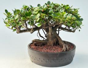 Green Island Ficus Bonsai Tree<br><i>(ficus microcarpa)</i>